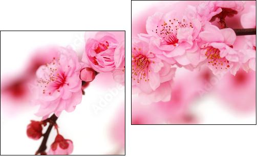 Spring cherry flowers reflected in rendered water - Two-piece canvas print, Diptych