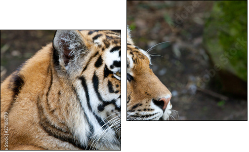 Endangered Sumatran Tiger - Two-piece canvas print, Diptych