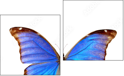 Blue morpho - Two-piece canvas print, Diptych