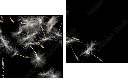 Seeds of dandelion, isolated on black - Two-piece canvas print, Diptych