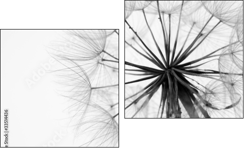 Close-up of dandelion - Two-piece canvas print, Diptych