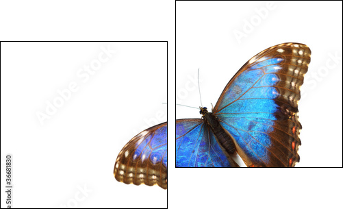 blue morpho isolated - Two-piece canvas print, Diptych