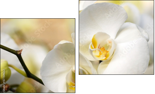 White orchid - Two-piece canvas print, Diptych