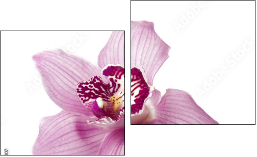 Pink orchid on a white background - Two-piece canvas print, Diptych