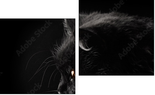 black persian cat on black background - Two-piece canvas print, Diptych