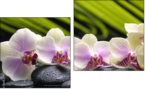 Set of branch orchid with stones- palm leaf background - Two-piece canvas print, Diptych