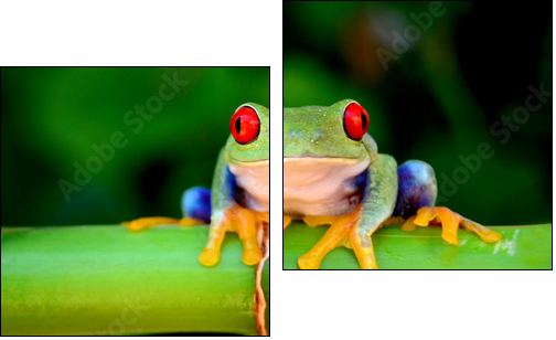 Red eyed tree frog looking curious - Two-piece canvas print, Diptych