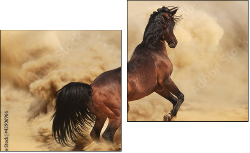 Purebred arabic stallion in desert - Two-piece canvas print, Diptych