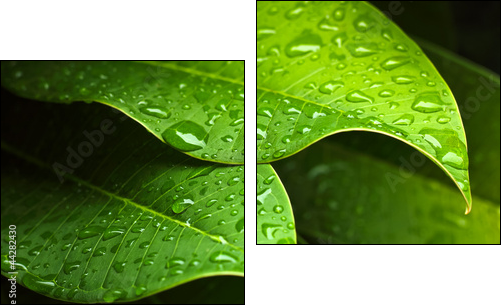 Green leaf - Two-piece canvas print, Diptych
