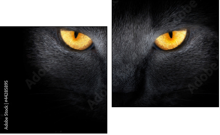 View from the darkness. muzzle a cat on a black background. - Two-piece canvas print, Diptych