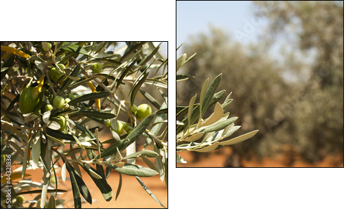 Olive plantation and olives on branch - Two-piece canvas print, Diptych