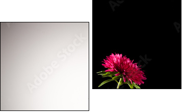 red aster flower - Two-piece canvas print, Diptych