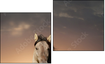 wild stallion running in sunset - Two-piece canvas print, Diptych