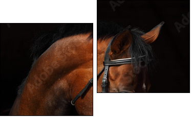 Bay Trakehner Horse with classic bridle - Two-piece canvas print, Diptych