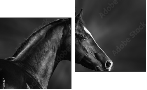Black and white portrait of arabian stallion - Two-piece canvas print, Diptych
