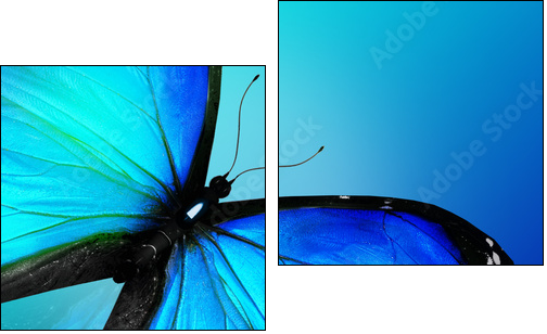 Blue butterfly on blue background - Two-piece canvas print, Diptych