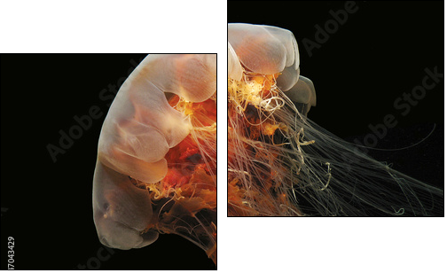 Lion's Mane Jelly - Two-piece canvas print, Diptych