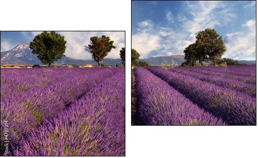 Lavender field in Provence, France - Two-piece canvas print, Diptych