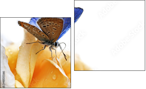 blue butterfly isolated on white background - Two-piece canvas print, Diptych