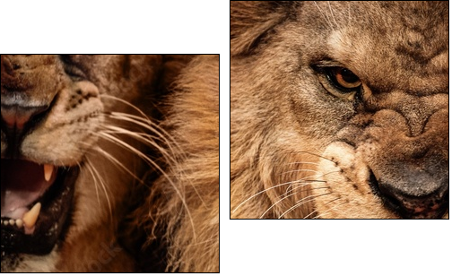 Close-up shot of two roaring lion - Two-piece canvas print, Diptych