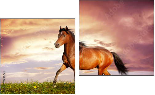 Beautiful brown horse running trot - Two-piece canvas print, Diptych
