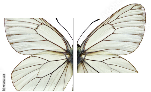 Isolated Black-veined White butterfly - Two-piece canvas print, Diptych