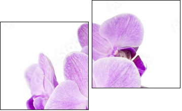 Light purple orchid isolated on white - Two-piece canvas print, Diptych