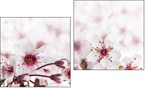 Cherry blossoms - Two-piece canvas print, Diptych