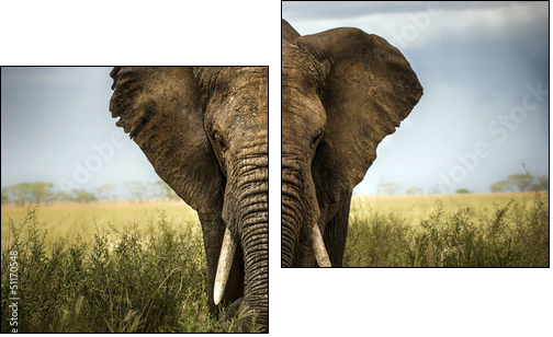 sfondo di elefante - Two-piece canvas print, Diptych