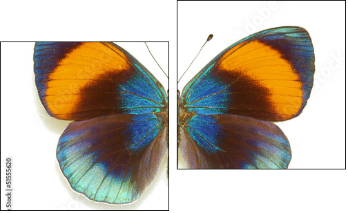 Exotic butterfly Asterope sapphira - Two-piece canvas print, Diptych