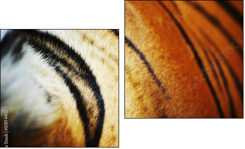 tiger - Two-piece canvas print, Diptych