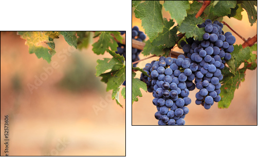 Large bunches of red wine grapes on vine - Two-piece canvas print, Diptych