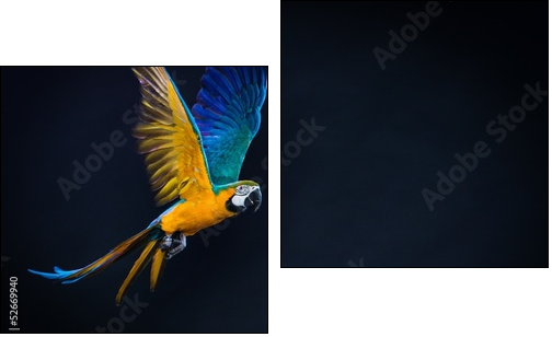Colourful flying Ara on a dark background - Two-piece canvas print, Diptych