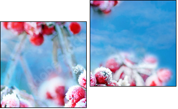 Frozen rowan berries - Two-piece canvas print, Diptych