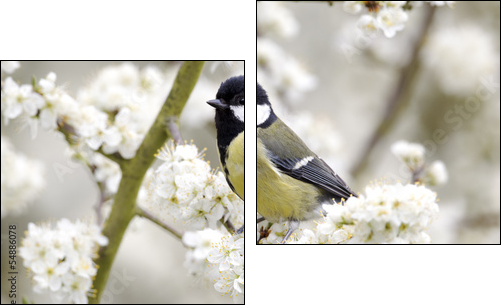 Great tit, Parus major, single bird on blossom - Two-piece canvas print, Diptych