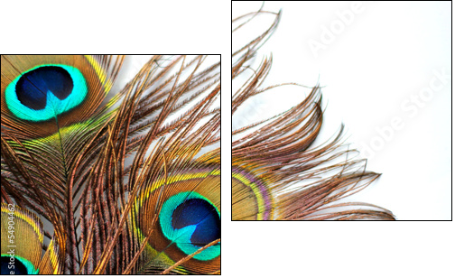 Three peacock feathers - Two-piece canvas print, Diptych