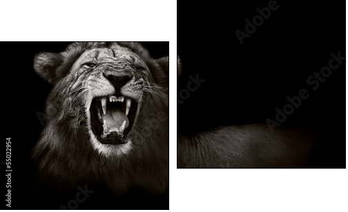 Lion displaying dangerous teeth - Two-piece canvas print, Diptych