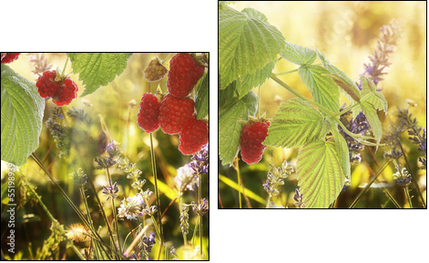 Raspberry.Garden raspberries at Sunset.Soft Focus - Two-piece canvas print, Diptych