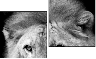 Lion portrait - Two-piece canvas print, Diptych