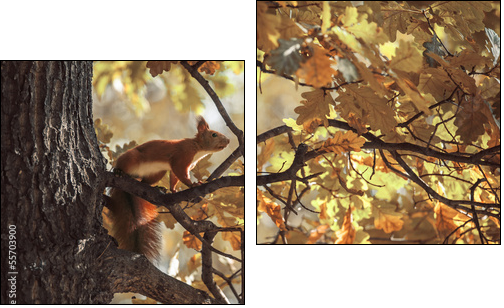 squirrel - Two-piece canvas print, Diptych
