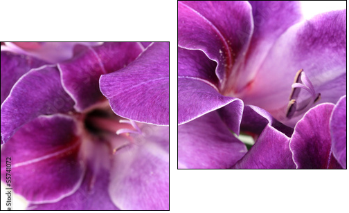 Beautiful gladiolus flower close up - Two-piece canvas print, Diptych