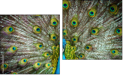Peacock closeup on a background of feathers - Two-piece canvas print, Diptych