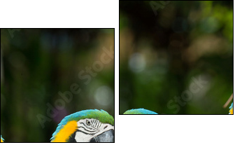 parrot - Two-piece canvas print, Diptych