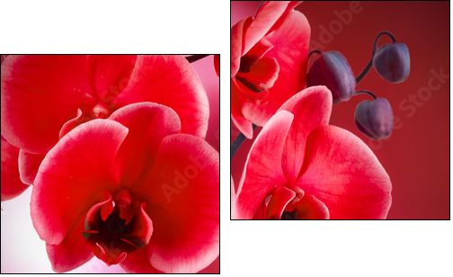 orquÃ­deas rojas con fondo y agua - Two-piece canvas print, Diptych