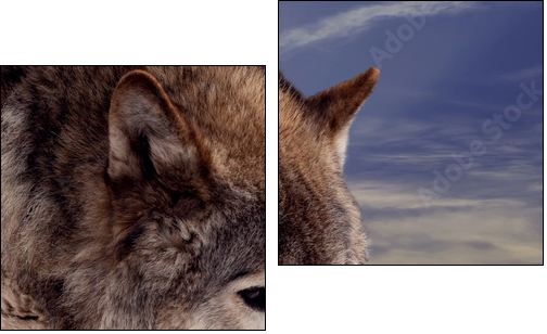 Head of wolf - Two-piece canvas print, Diptych