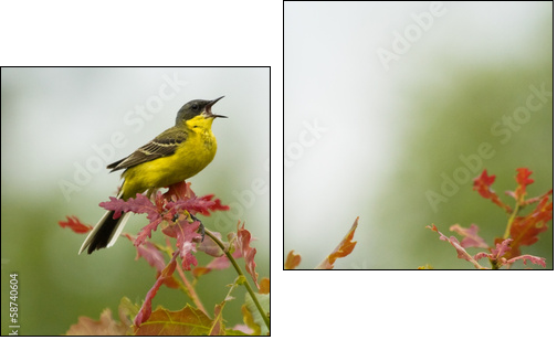 Yellow Wagtail singing on tree branch - Two-piece canvas print, Diptych