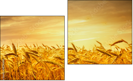 A field of wheat in the golden light of sunset. - Two-piece canvas print, Diptych