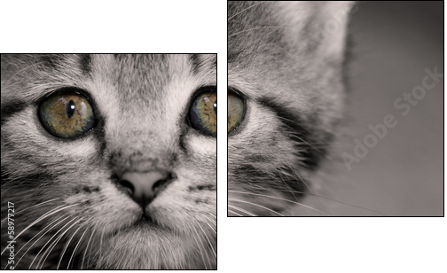Tabby kitten - Two-piece canvas print, Diptych