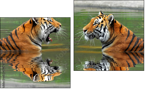 Siberian Tigers in water - Two-piece canvas print, Diptych