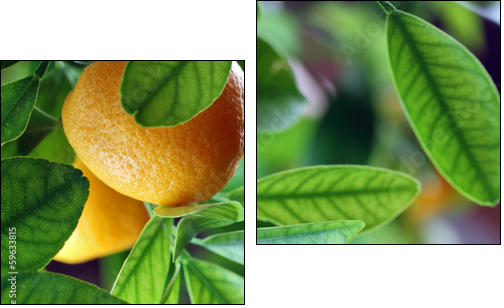 Fresh oranges - Two-piece canvas print, Diptych